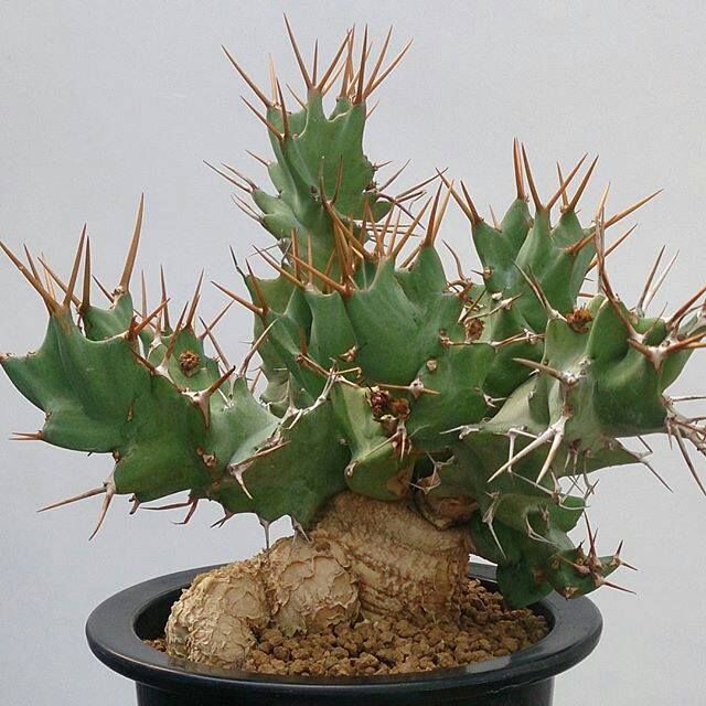 螺旋麒麟 Euphorbia tortirama