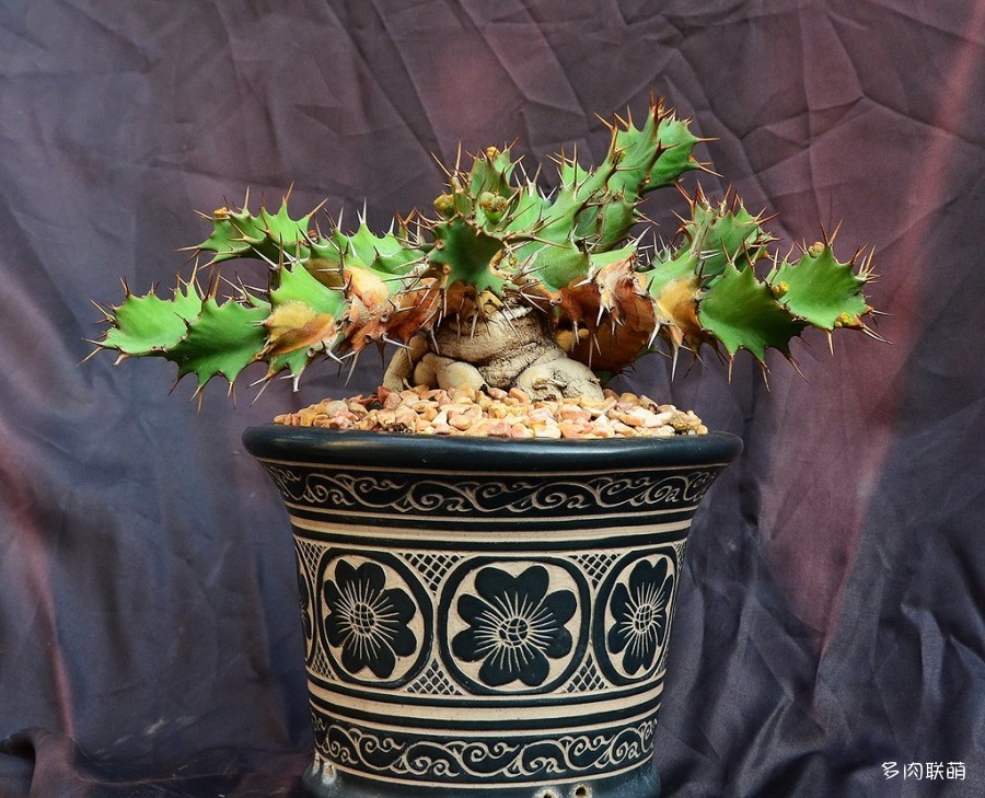 螺旋麒麟 Euphorbia tortirama