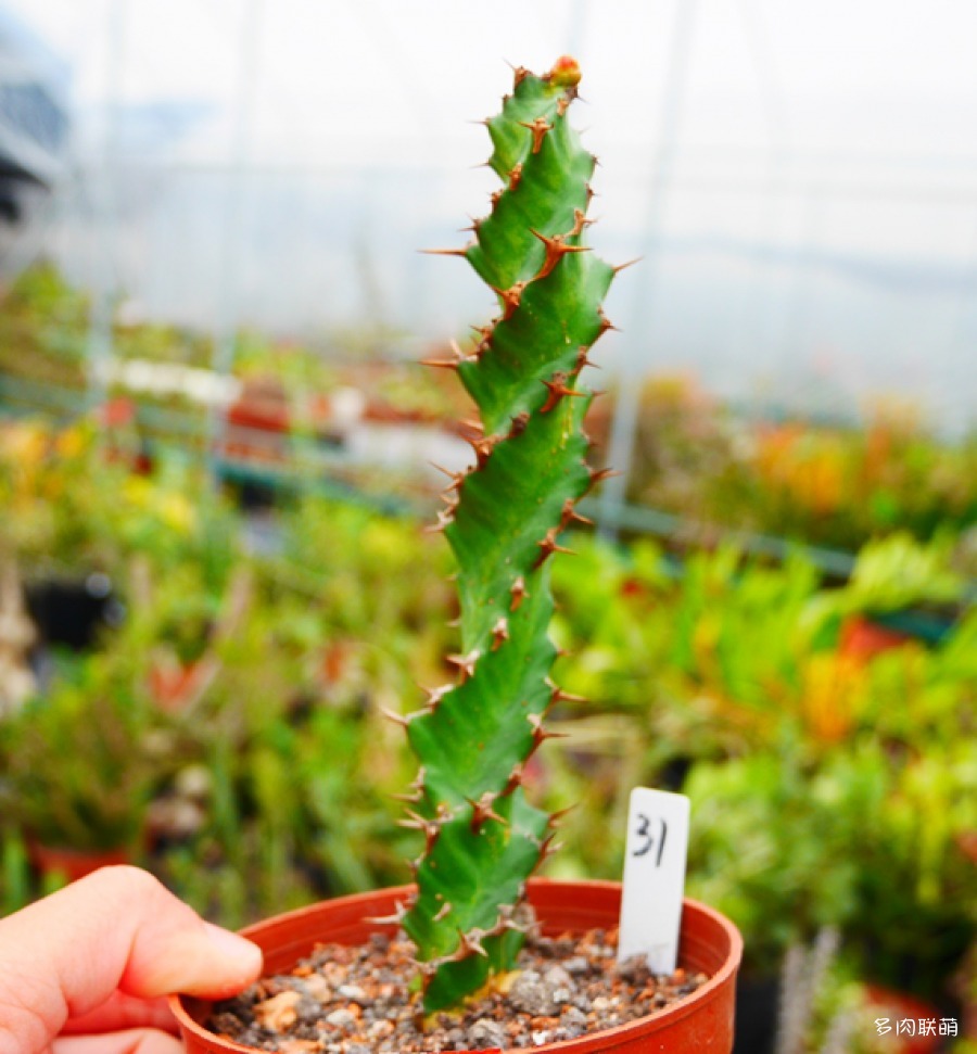 螺旋麒麟 Euphorbia tortirama