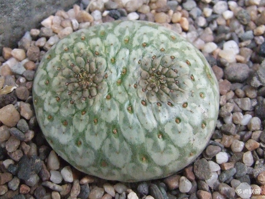 圆锥麒麟 Euphorbia turbiniformis