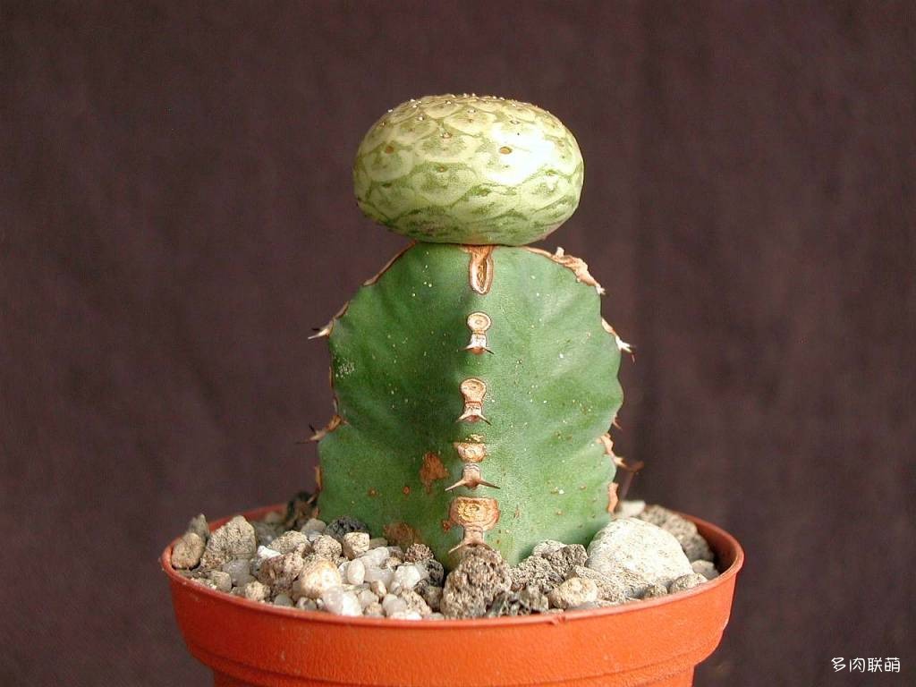 圆锥麒麟 Euphorbia turbiniformis