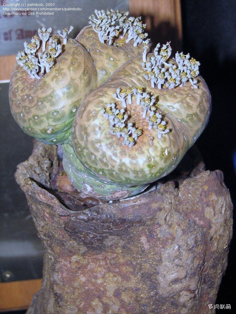 圆锥麒麟 Euphorbia turbiniformis