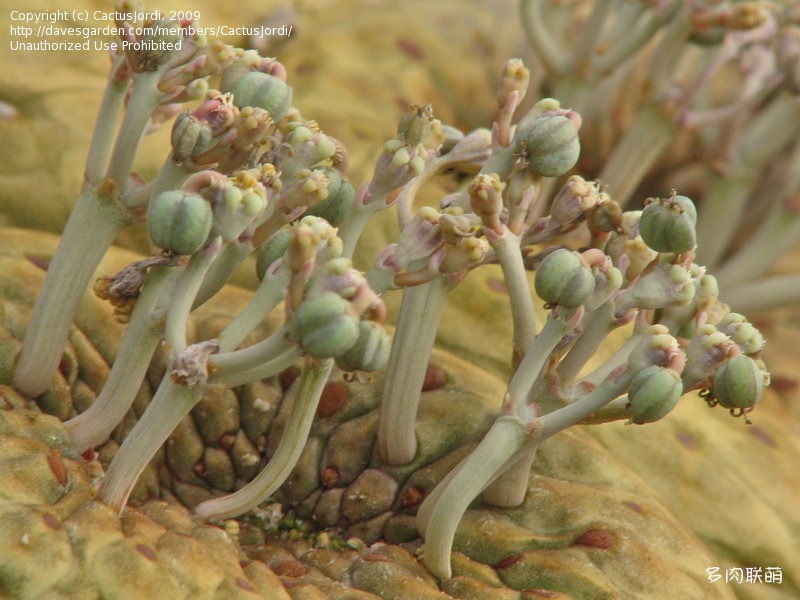 圆锥麒麟 Euphorbia turbiniformis