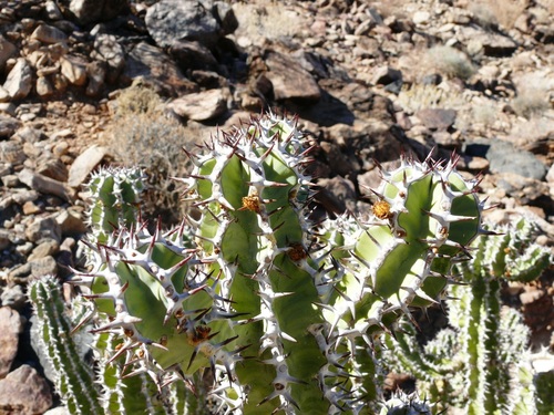 矢毒麒麟 Euphorbia virosa