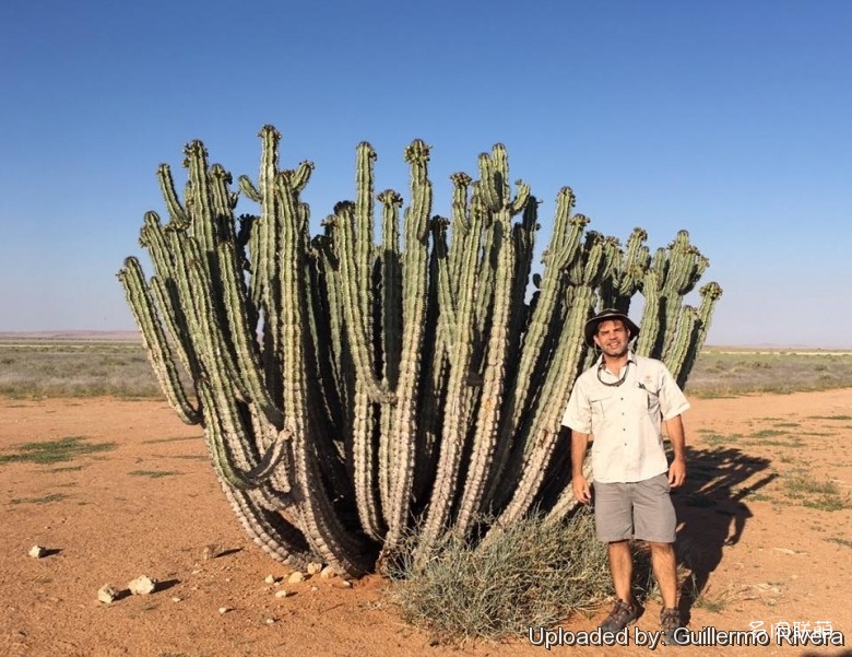 矢毒麒麟 Euphorbia virosa