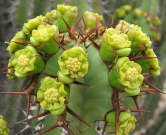 矢毒麒麟 Euphorbia virosa