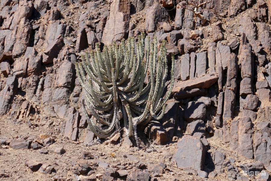 矢毒麒麟 Euphorbia virosa