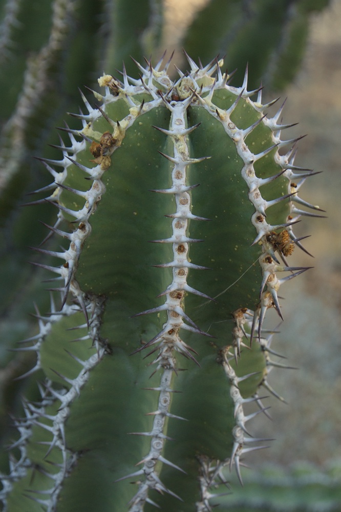 矢毒麒麟 Euphorbia virosa