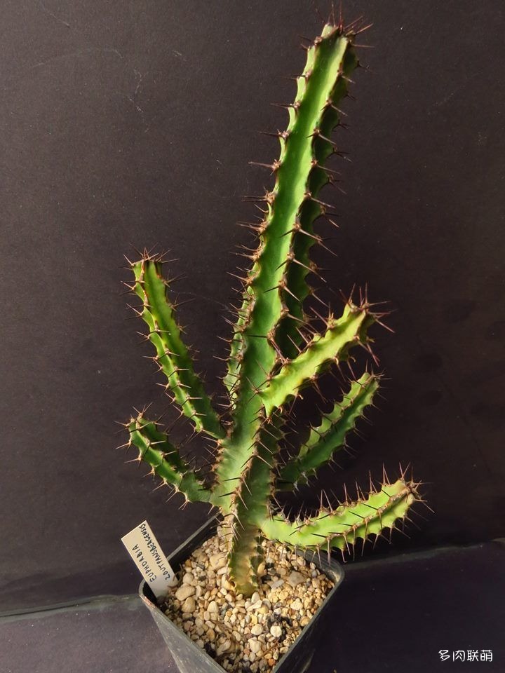 鬼角麒麟 Euphorbia zoutpansbergensis