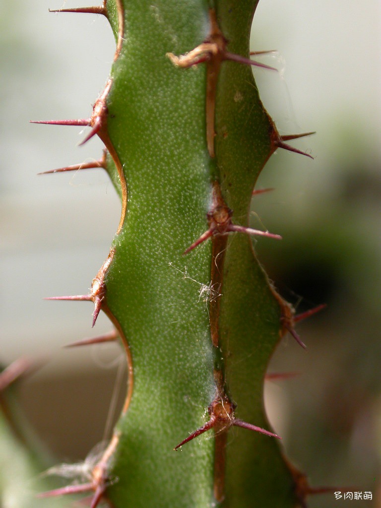 鬼角麒麟 Euphorbia zoutpansbergensis