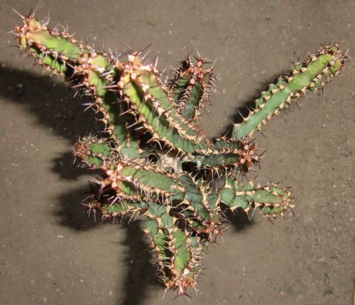 鬼角麒麟 Euphorbia zoutpansbergensis