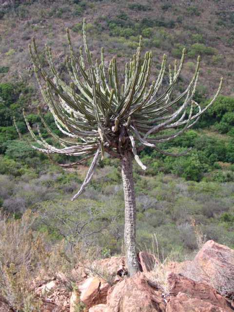 鬼角麒麟 Euphorbia zoutpansbergensis