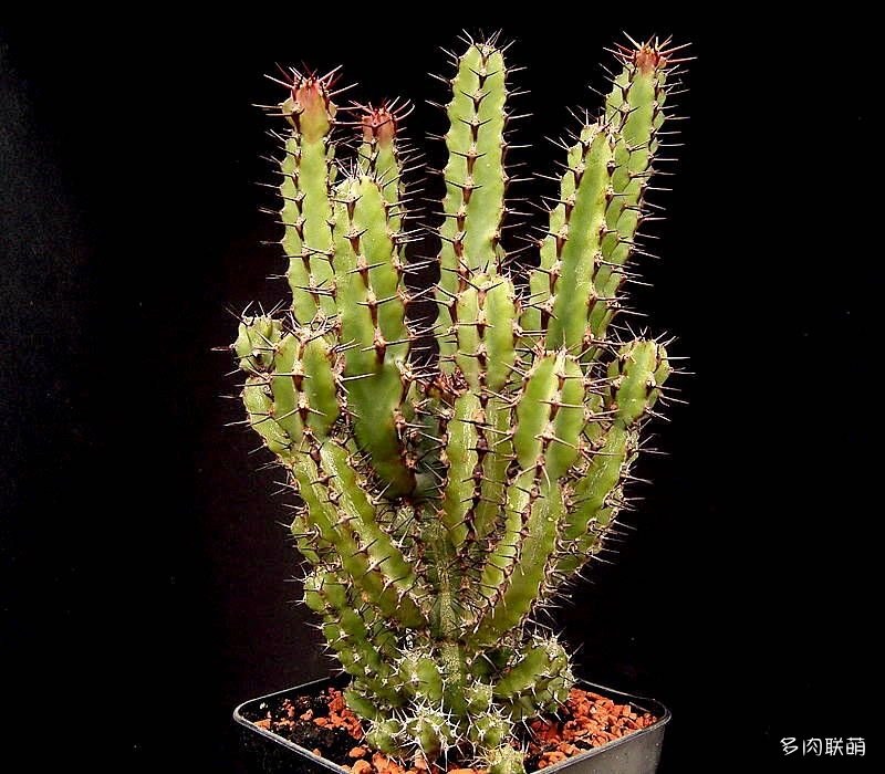 鬼角麒麟 Euphorbia zoutpansbergensis