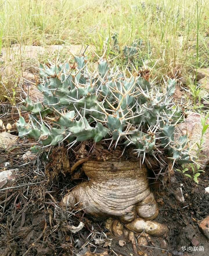 棒麒麟 euphorbia clavigera