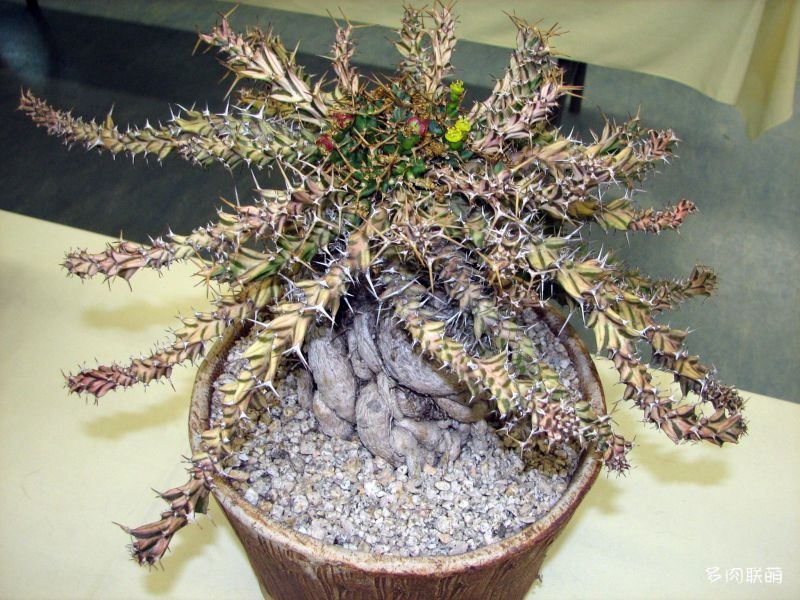 棒麒麟 euphorbia clavigera