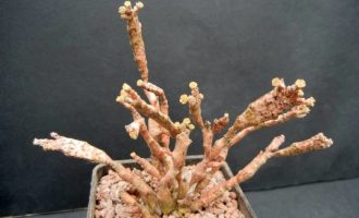 被称为死木植物的扁平麒麟