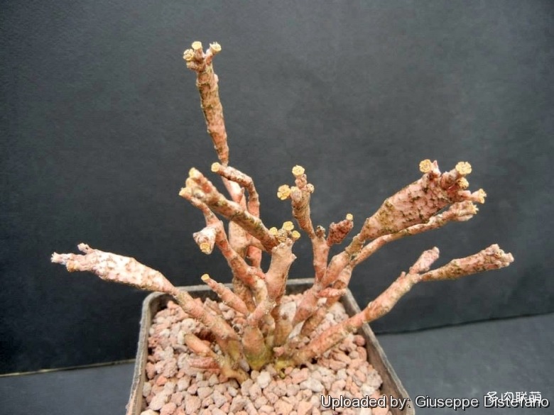 扁平麒麟 euphorbia platyclada