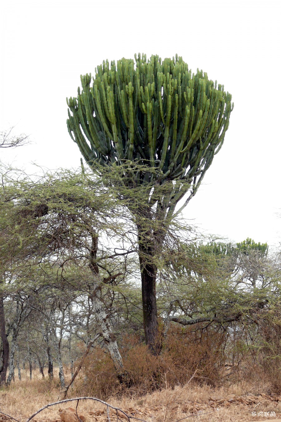 华烛麒麟 Euphorbia candelabrum