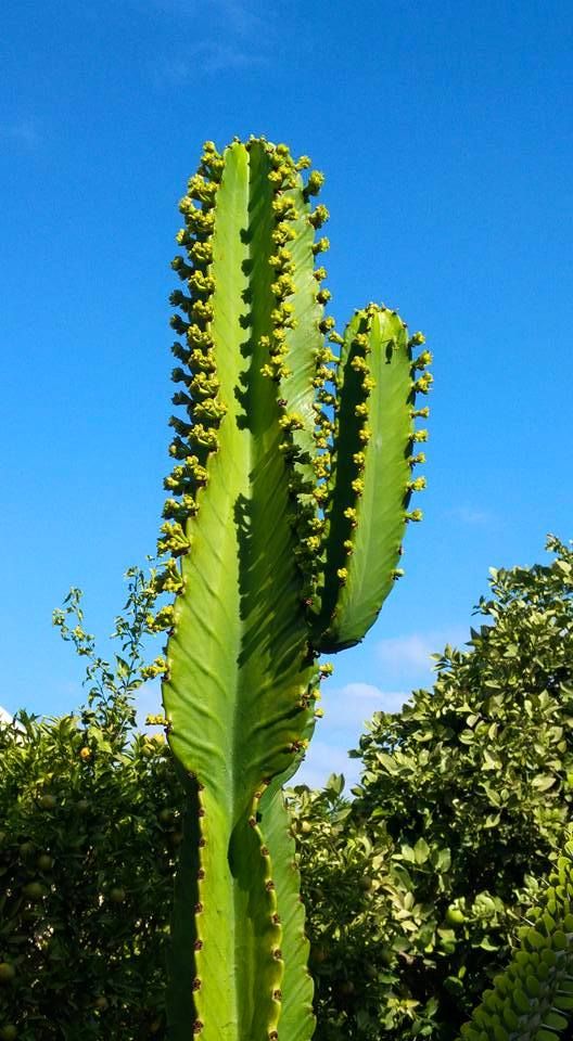 华烛麒麟 Euphorbia candelabrum