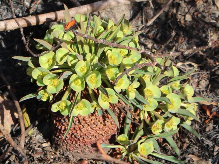 铁甲麒麟 Euphorbia bupleurifolia