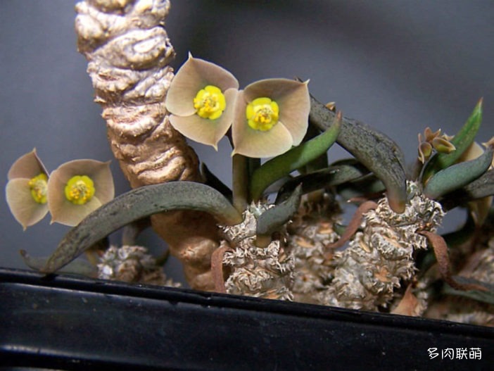 筒叶麒麟 Euphorbia cylindrifolia