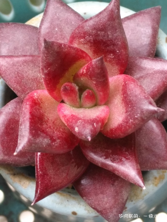 夏天后的多肉