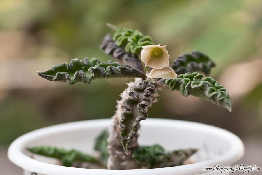 旋形皱叶麒麟 Euphorbia decaryi var. spirosticha