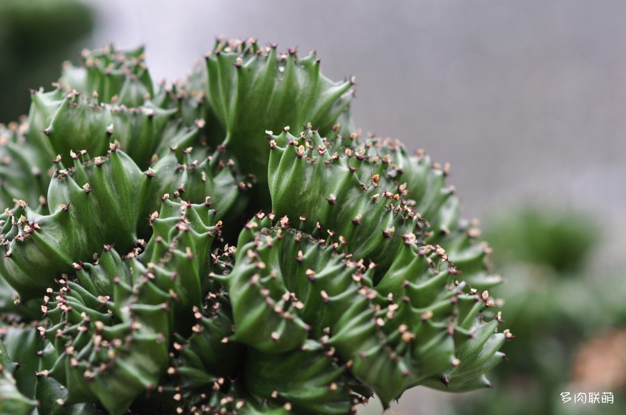 玉麒麟 Euphorbia neriifolia var.cristata