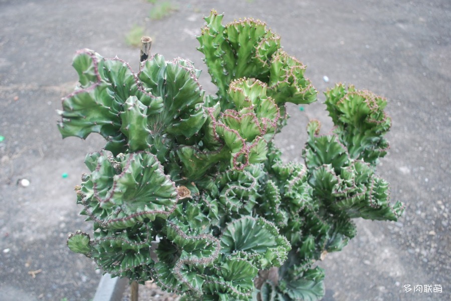 玉麒麟 Euphorbia neriifolia var.cristata