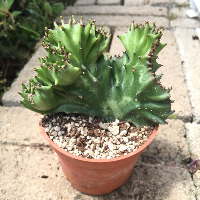 玉麒麟 Euphorbia neriifolia var.cristata