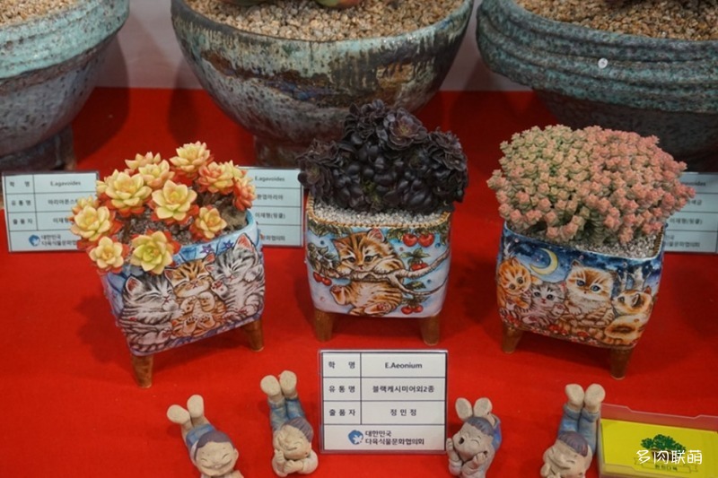 韩国多肉植物大展