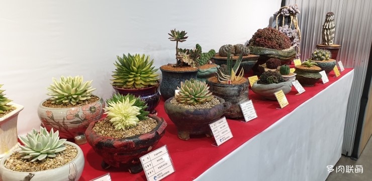 韩国多肉植物大展