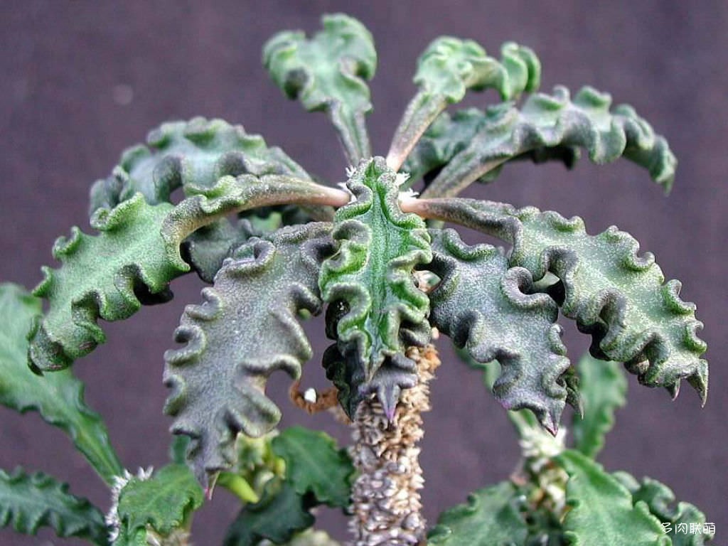 皱叶麒麟 Euphorbia decaryi