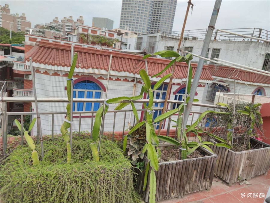 枝干番杏20201029
