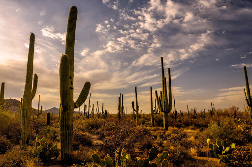 亚利桑那州巨人柱国家公园（Saguaro National Park）