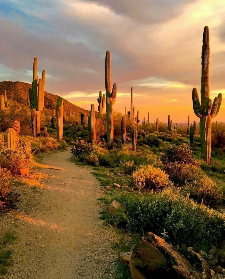 亚利桑那州巨人柱国家公园（Saguaro National Park）