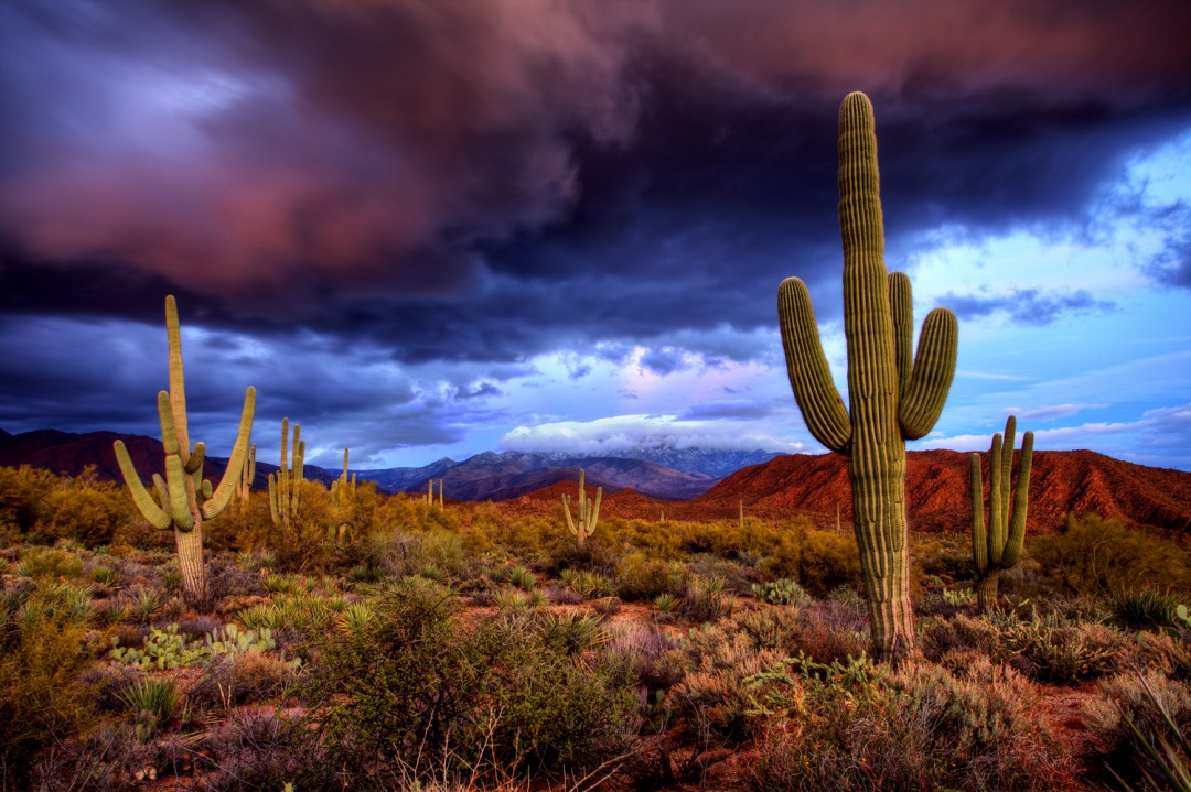 亚利桑那州巨人柱国家公园（Saguaro National Park）