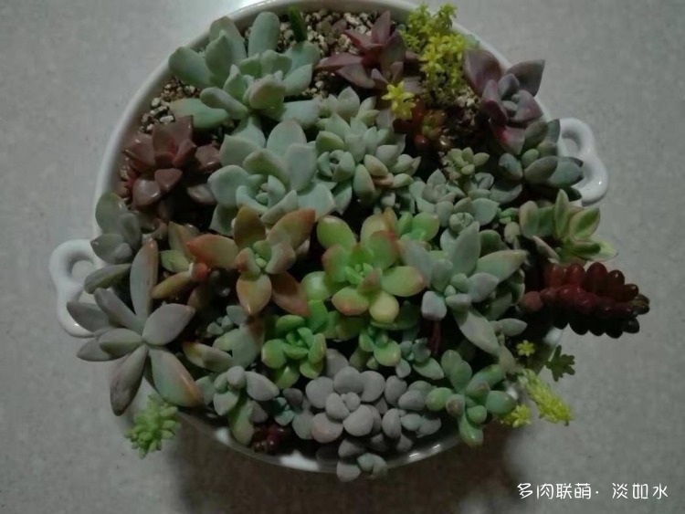 多肉拼盘