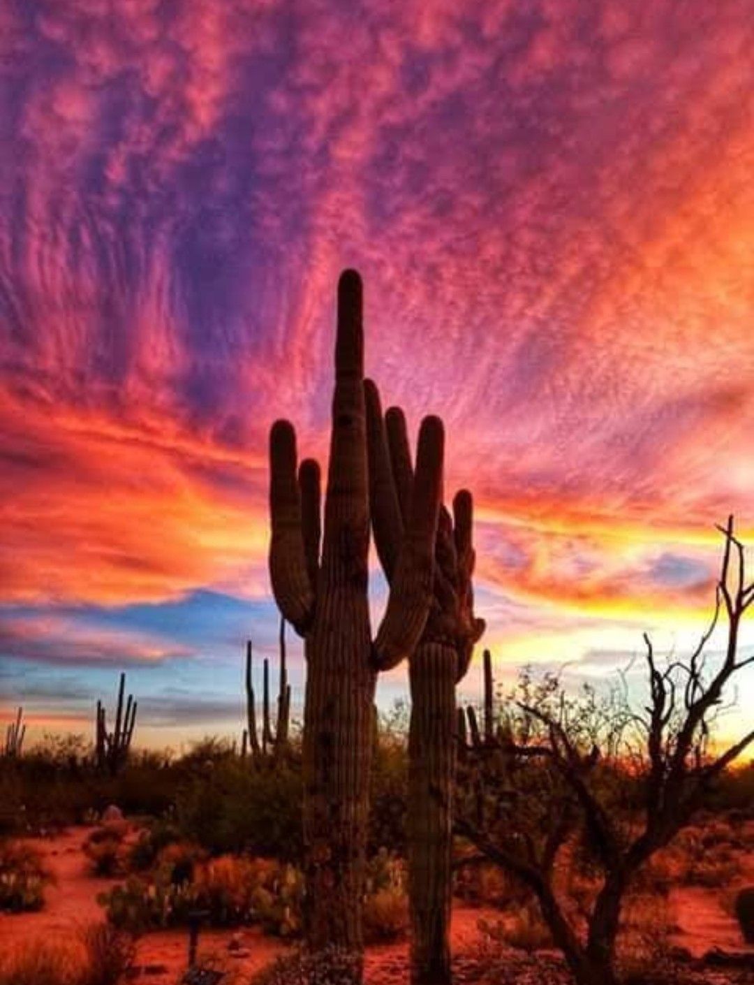 亚利桑那州巨人柱国家公园（Saguaro National Park）