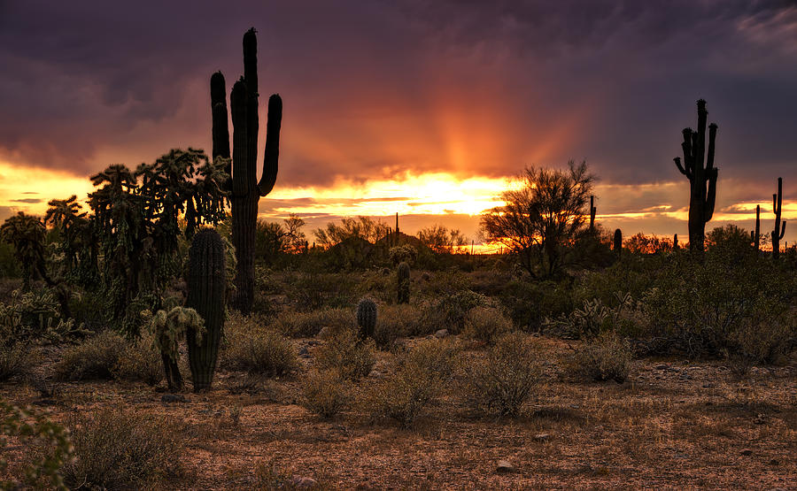 亚利桑那州巨人柱国家公园（Saguaro National Park）