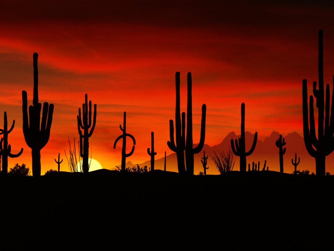 亚利桑那州巨人柱国家公园（Saguaro National Park）