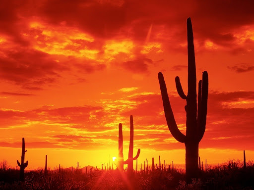 亚利桑那州巨人柱国家公园（Saguaro National Park）