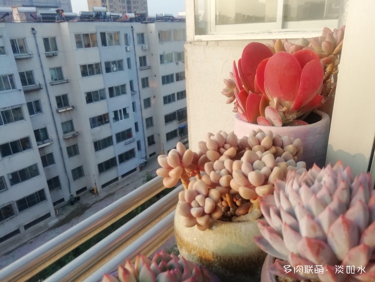 东北（辽宁）初冬的多肉