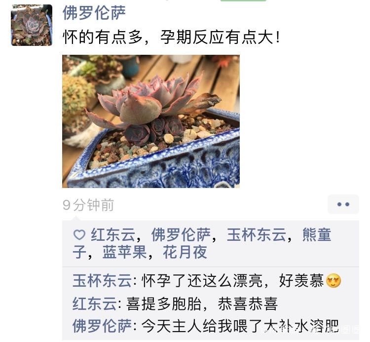 聊微信的多肉