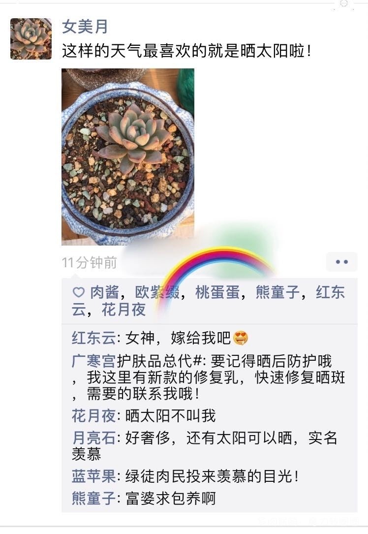 聊微信的多肉