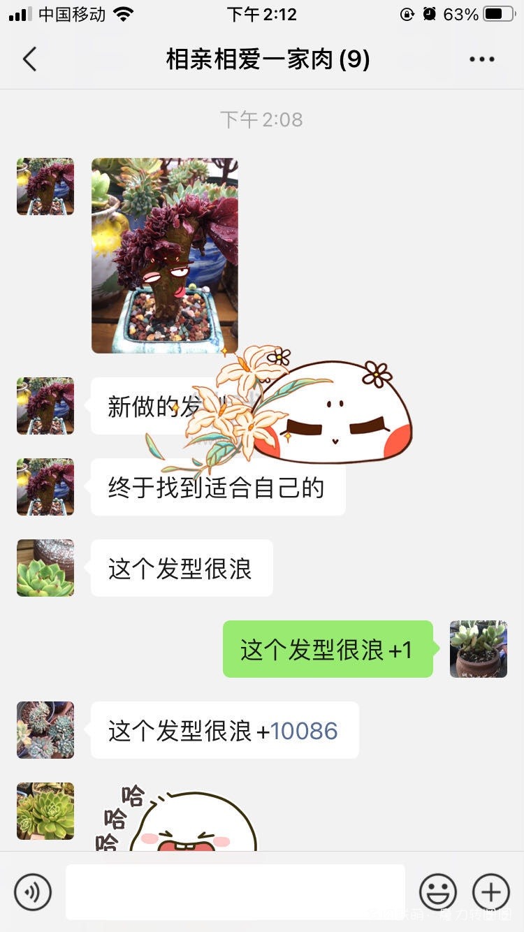 聊微信的多肉