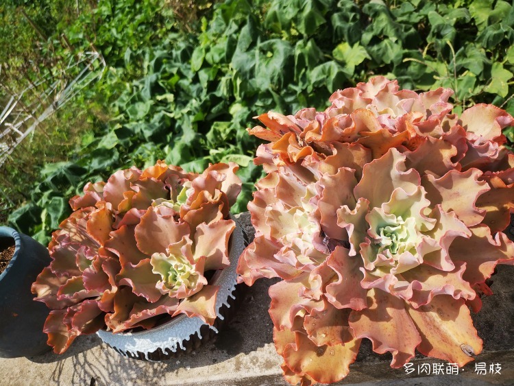 包邮区（舟山）度夏后的多肉