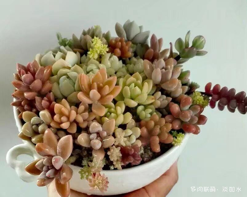 多肉拼盘的变化