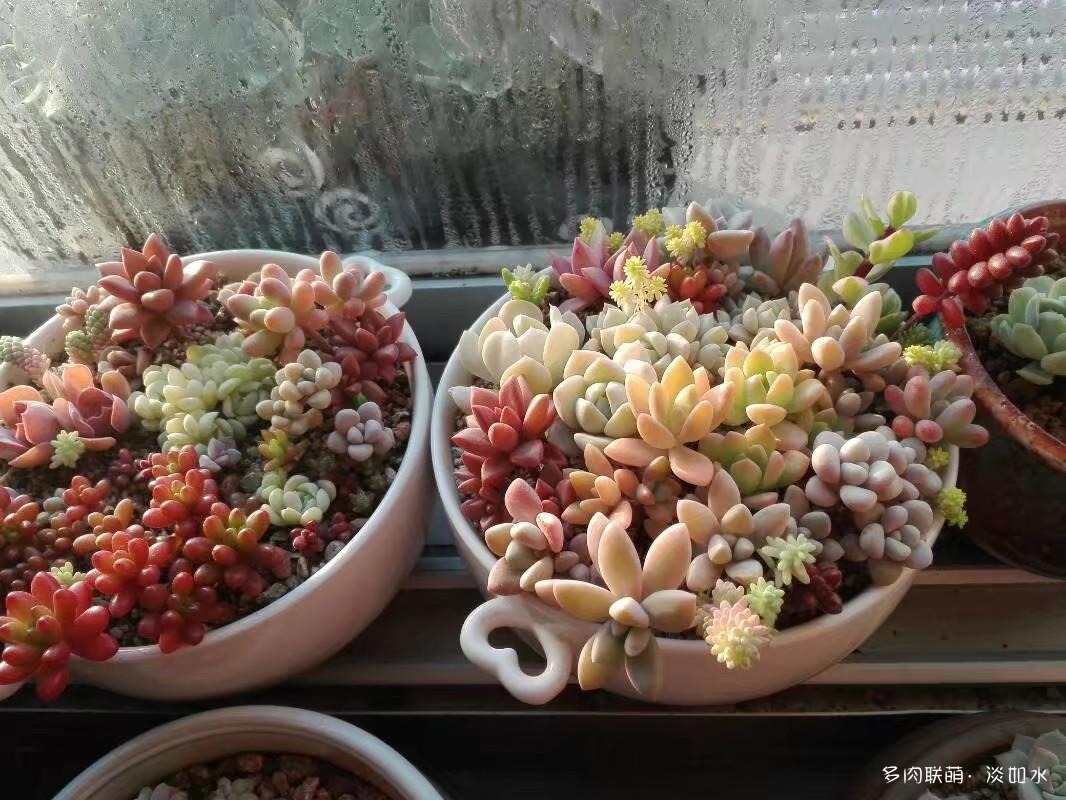 多肉拼盘的变化