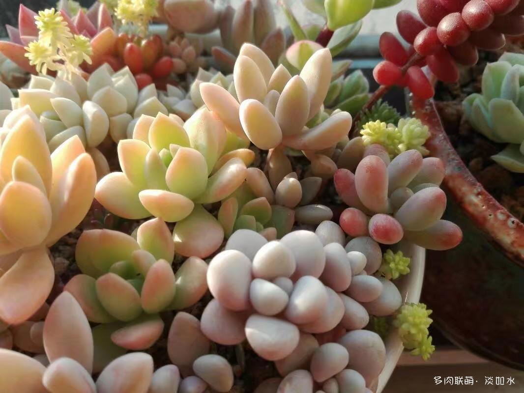 多肉拼盘的变化